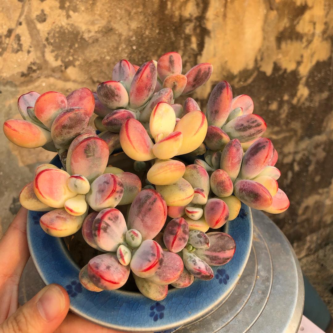 汐汐玥儿6