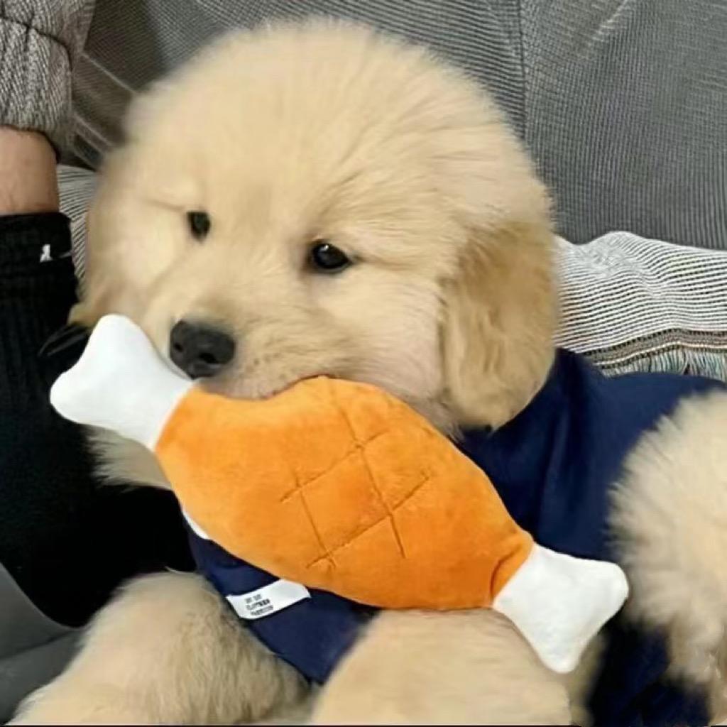 发呆的鹅🐧