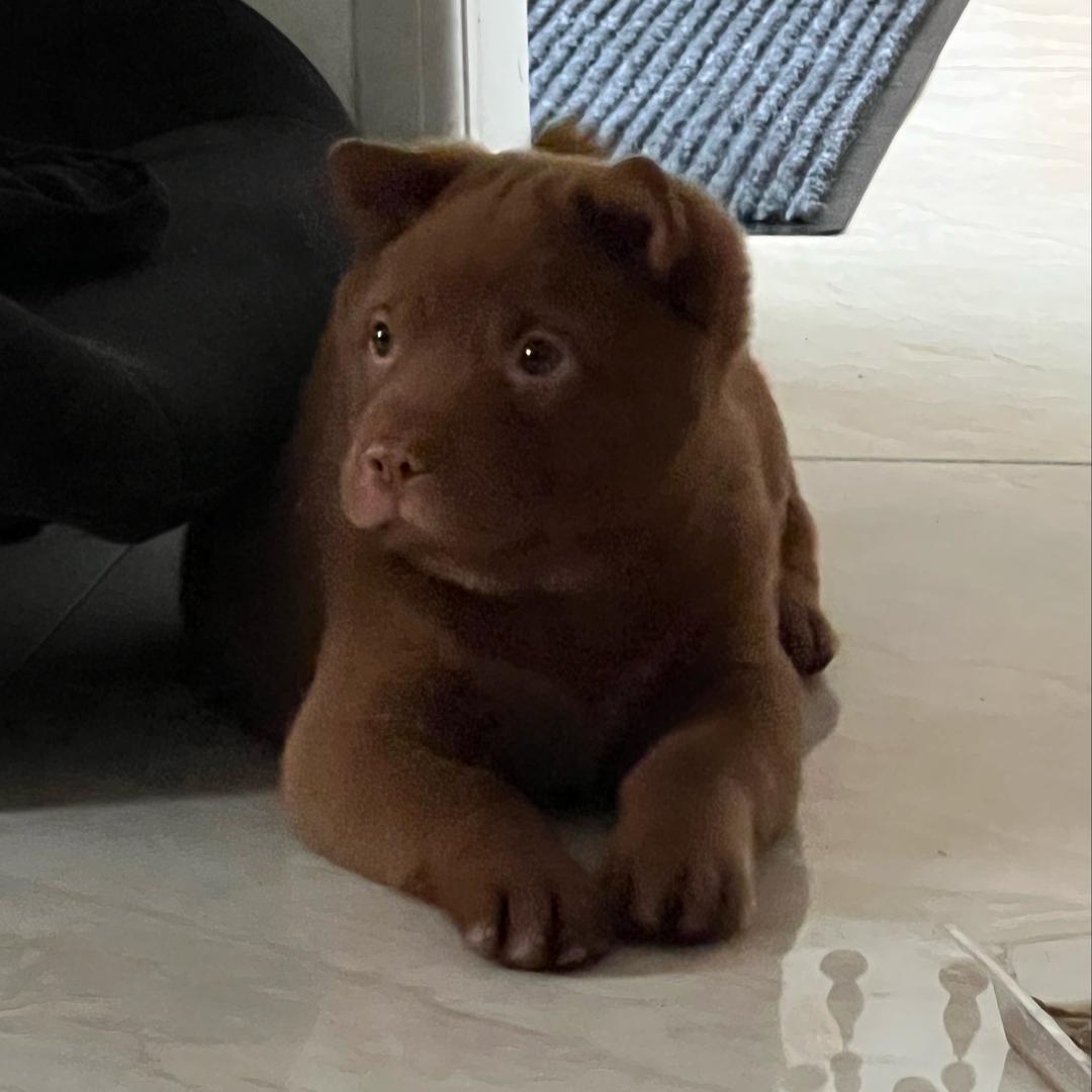 别看了 啥也没有