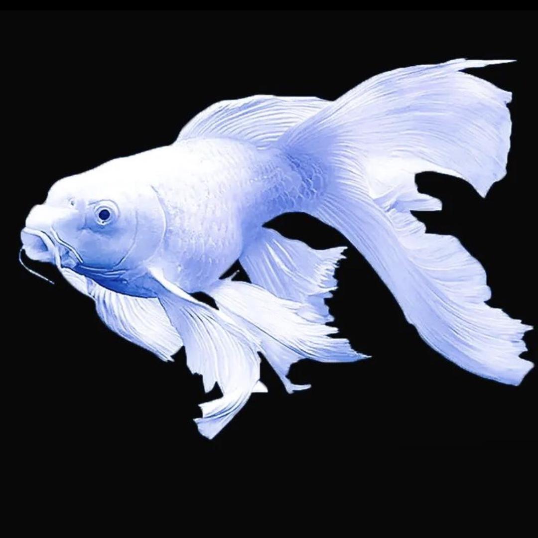 雅苑水产锦鲤观赏鱼