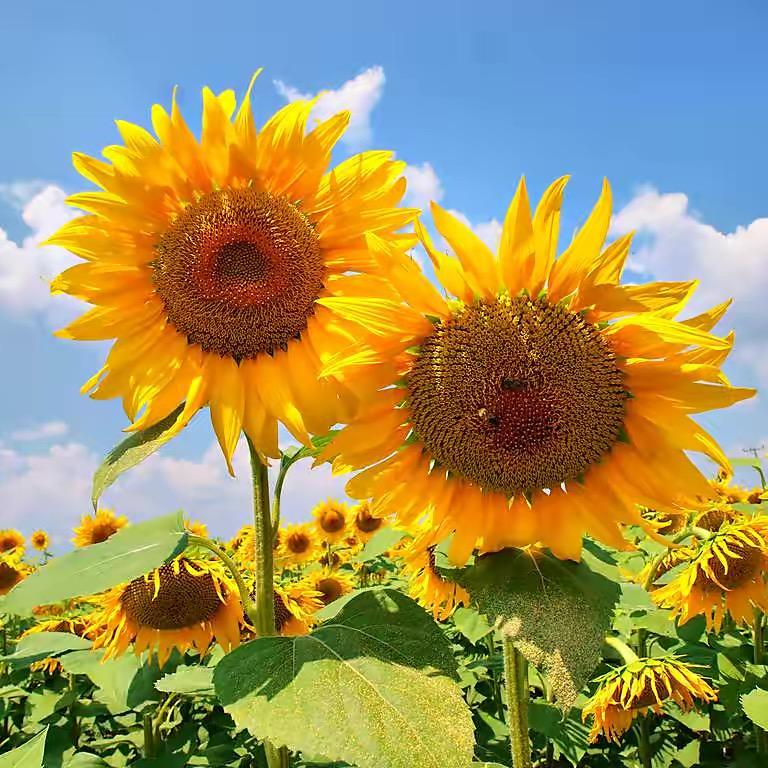 向日葵🌻