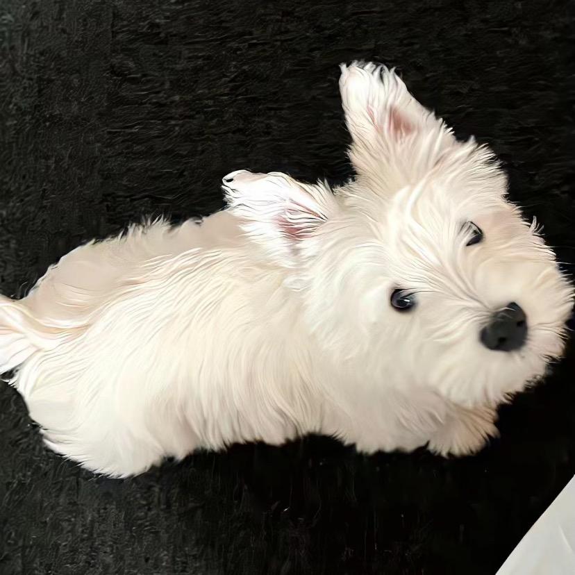 🦢
