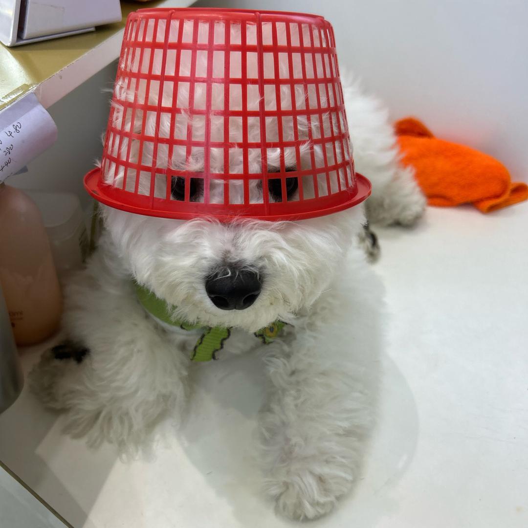 小辣椒小