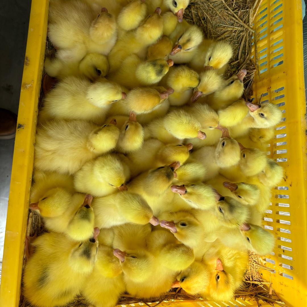 沭阳县许书汇家禽孵化场（个体工商户）