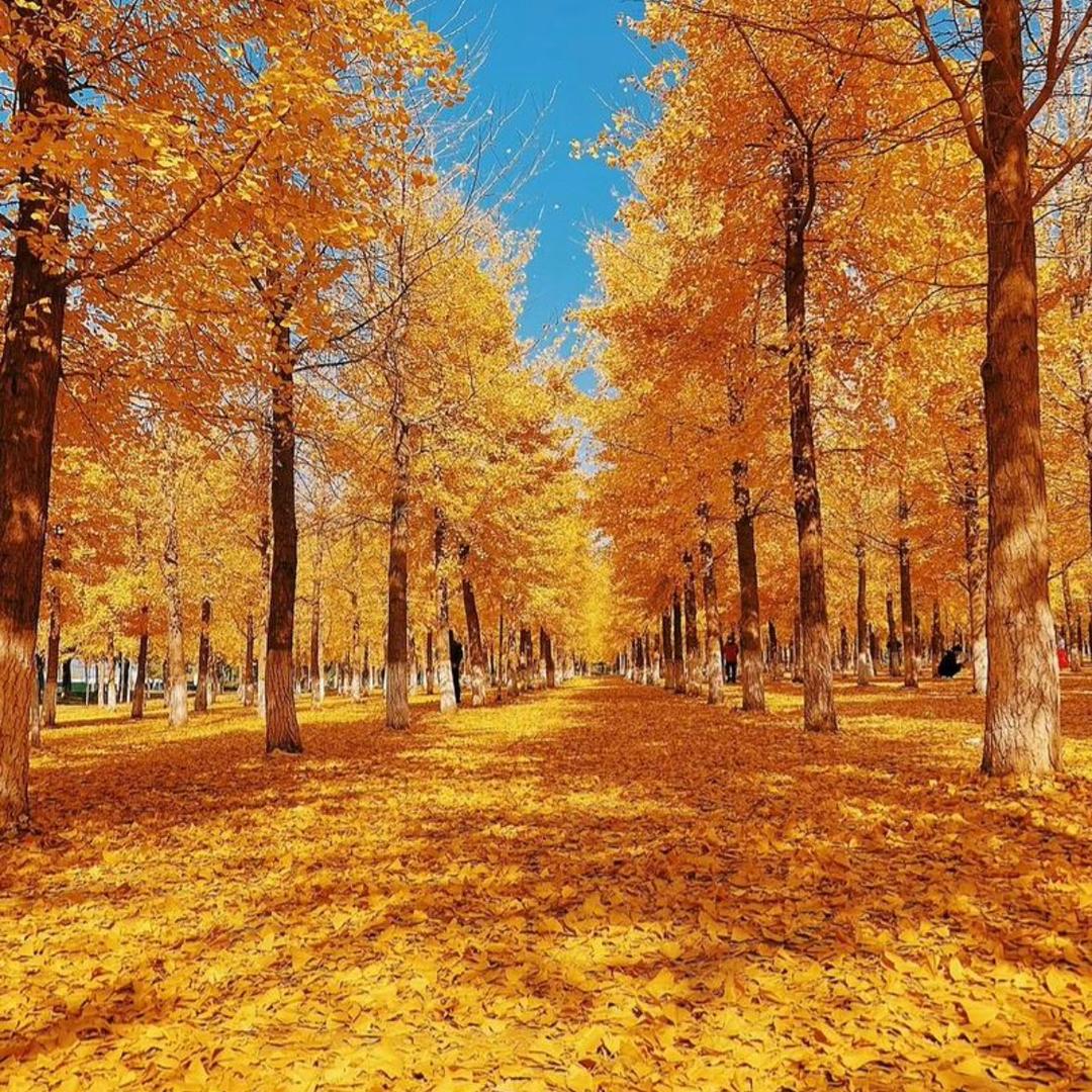 枫叶🍁