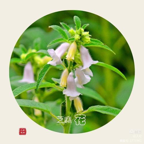 芝麻花