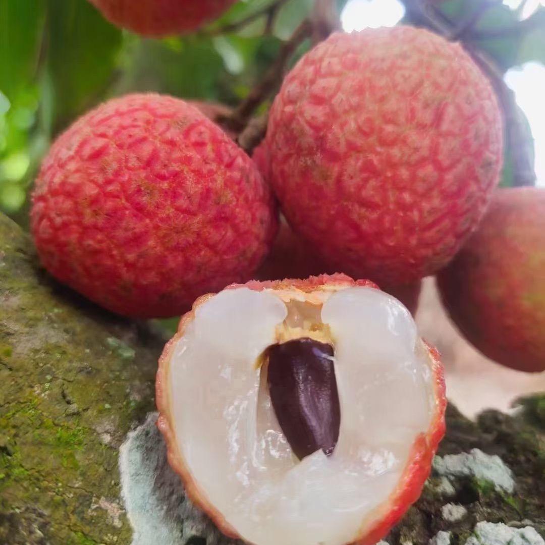 岭南鲜果产地果园