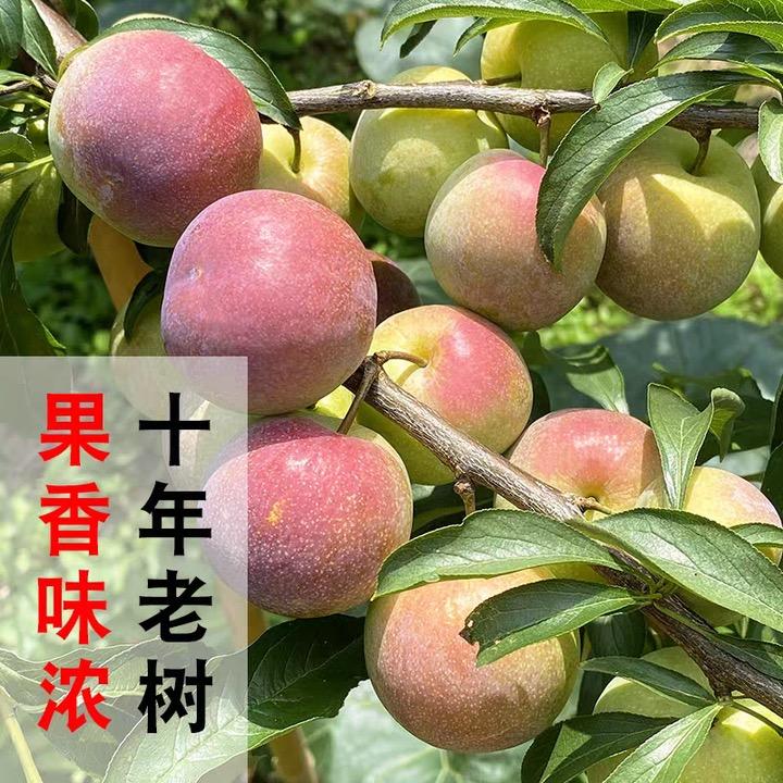 柚媚娘