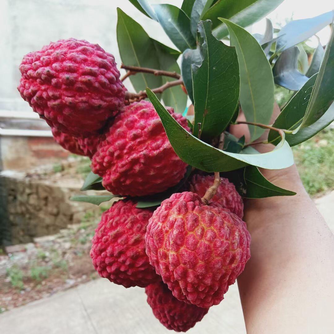 小三哥果苗