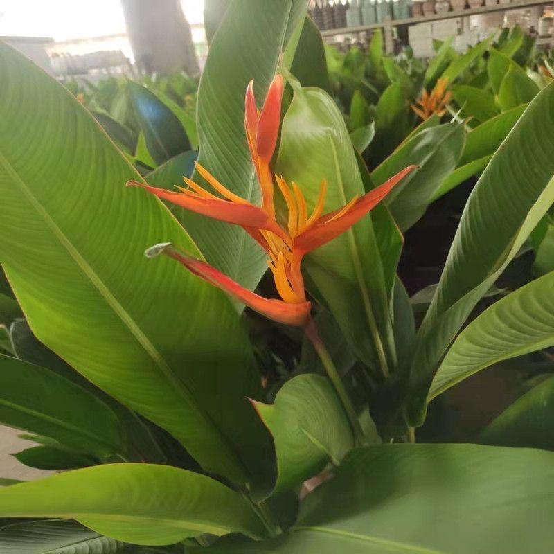 静待花开终有时