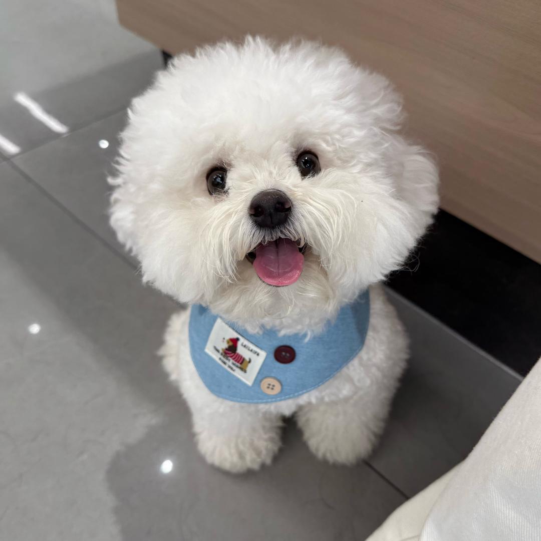 金豆豆小朋狗🐶