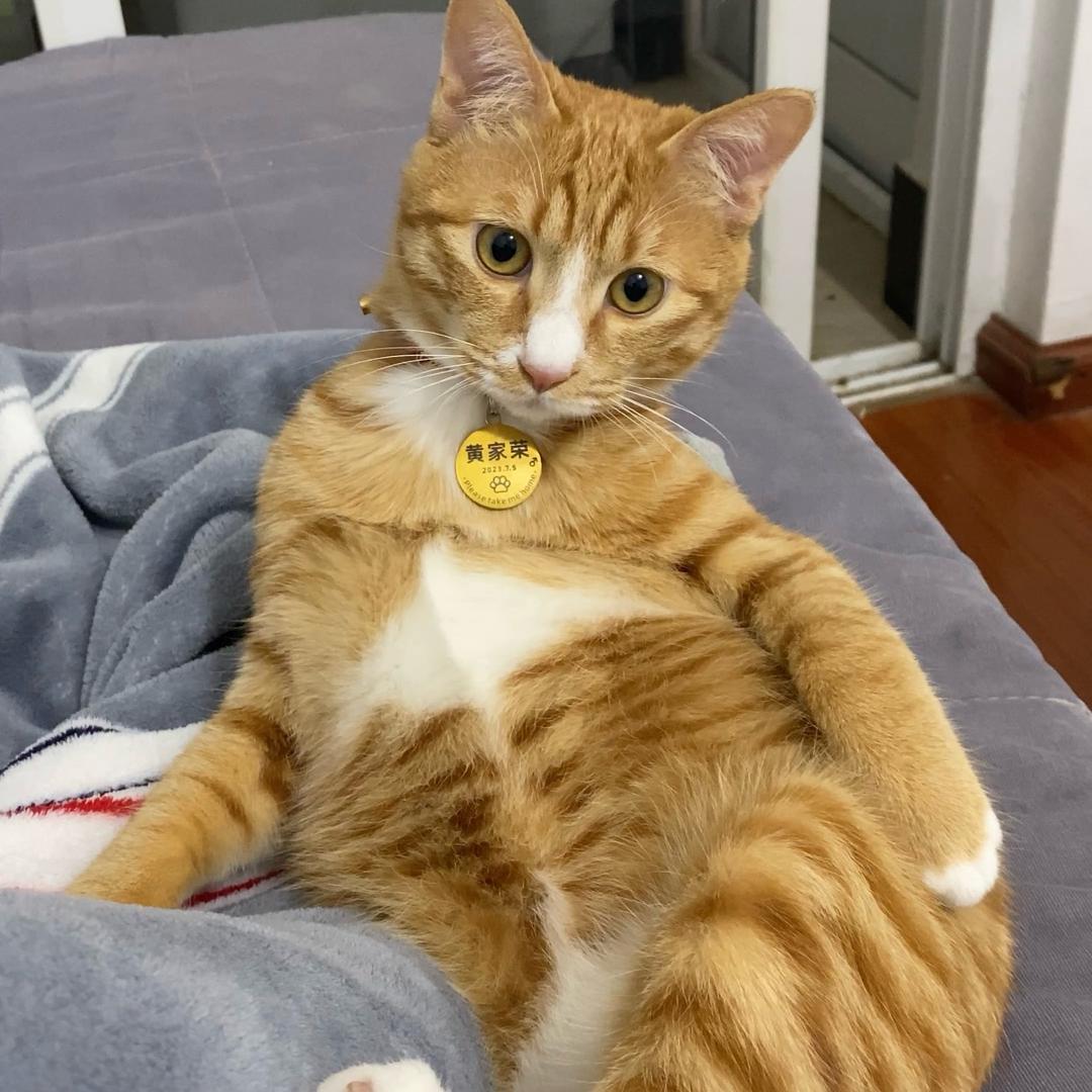 荣哥猫的幸福生活