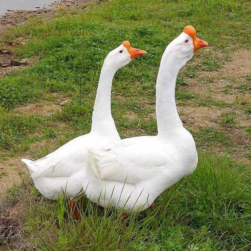 卓膳生鲜超市·便选