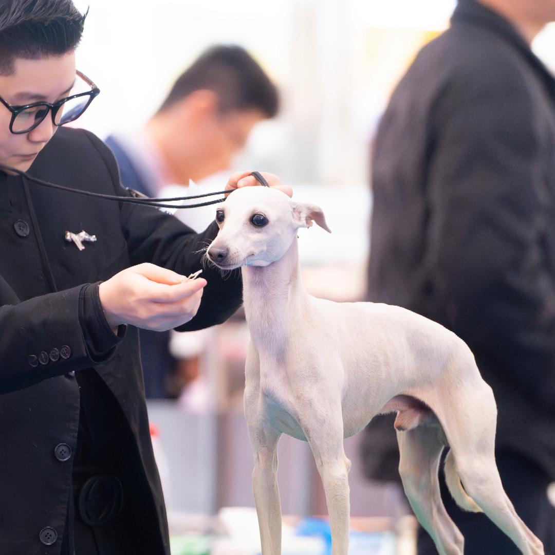 晚鱼家_意大利小灵缇犬舍