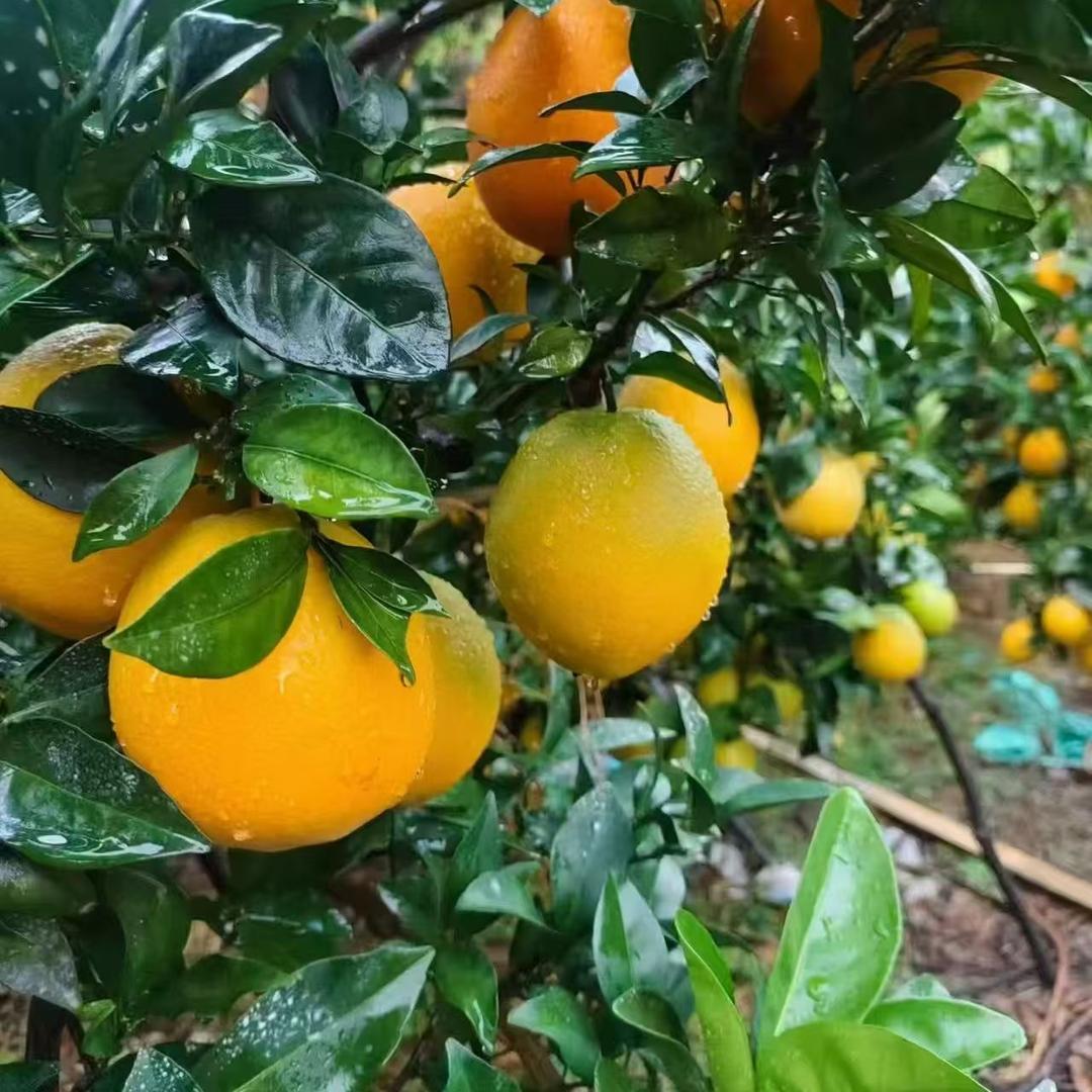 春匠家政服务有限公司