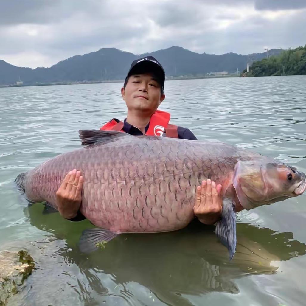 刘志强电鱼🐟
