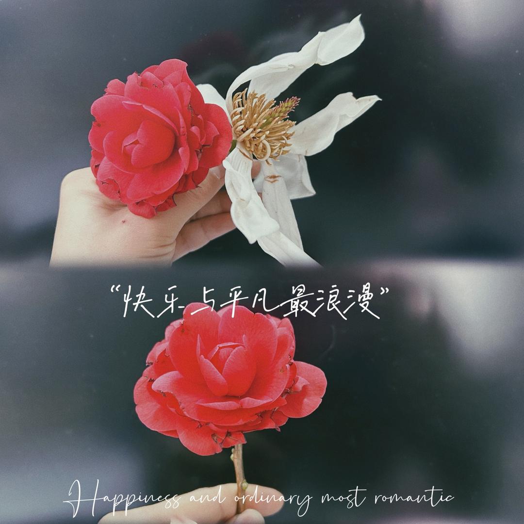 一棵向日葵🌻