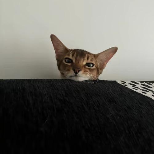 红胶囊