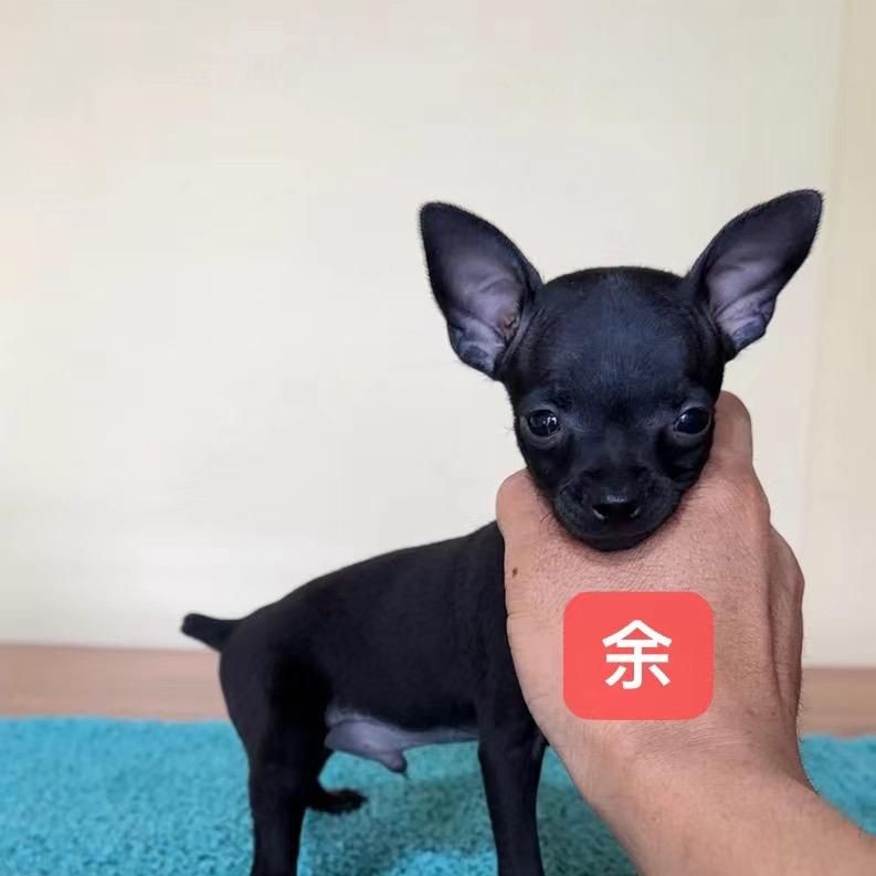 小体鹿犬（余）