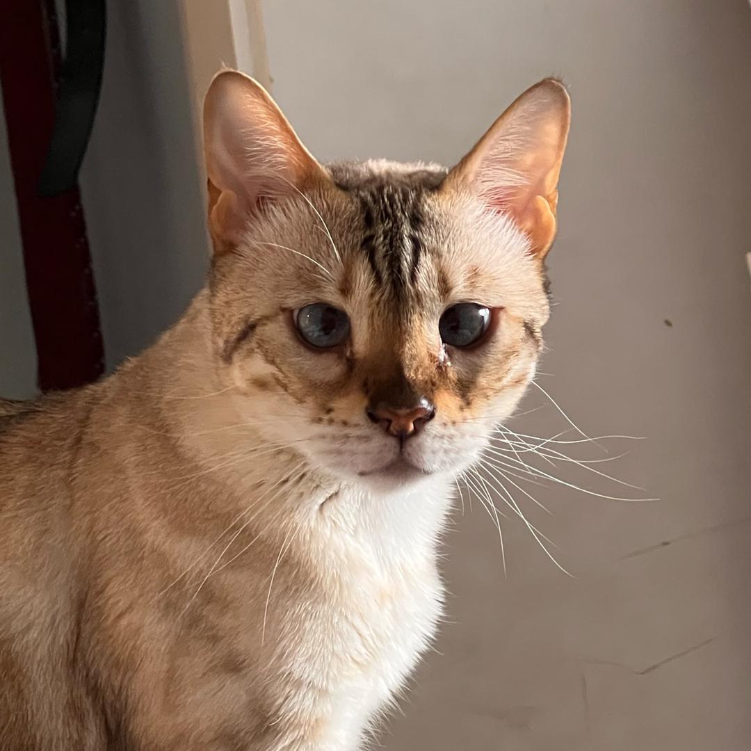 Gaw