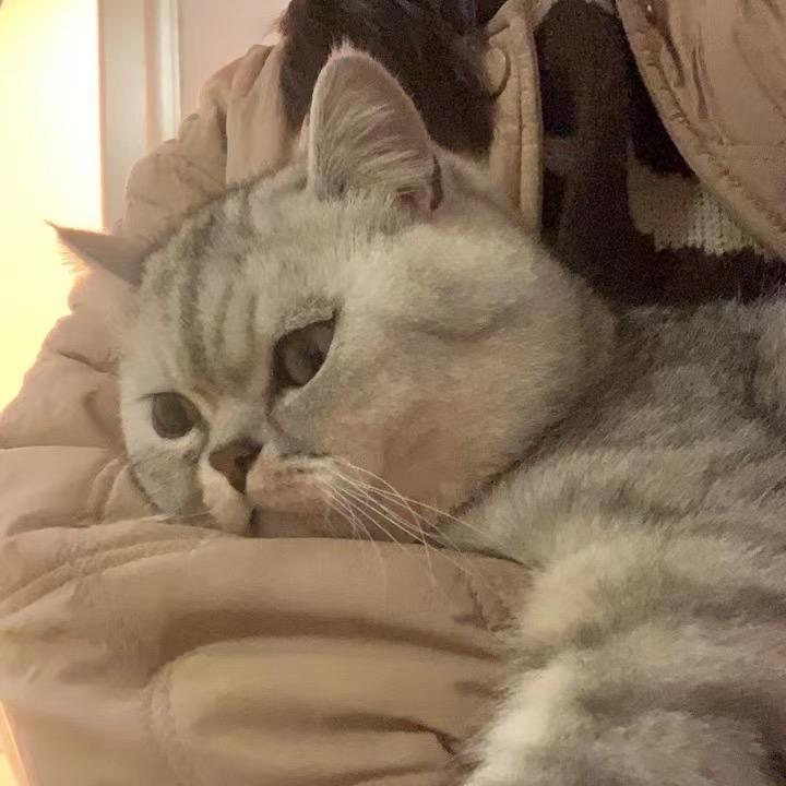 Lulu~