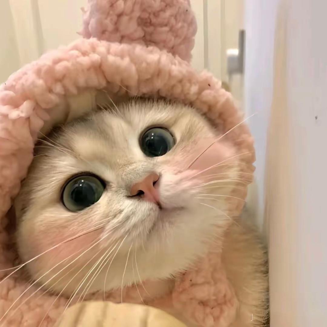 捧小猫脸