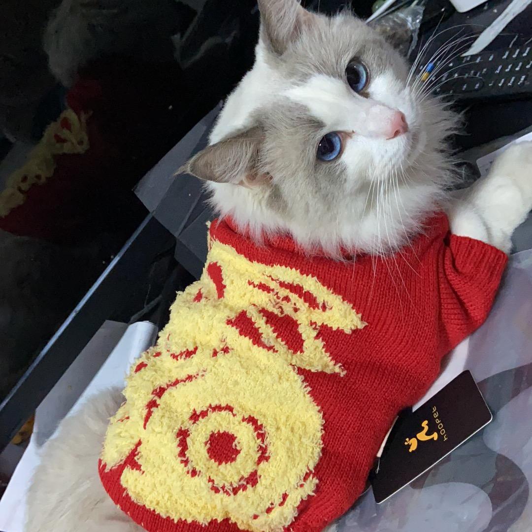 多多是只猫