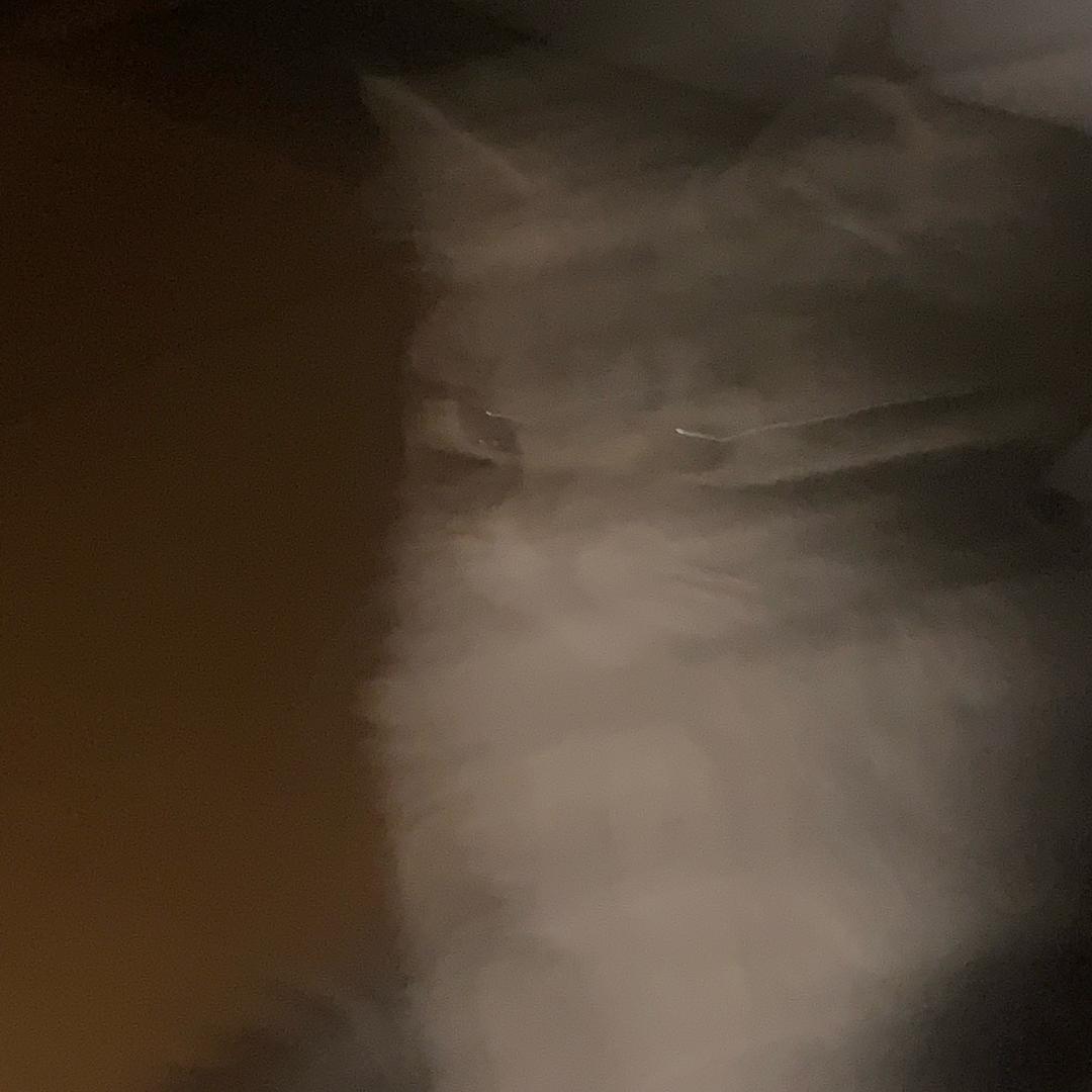 楠考拉