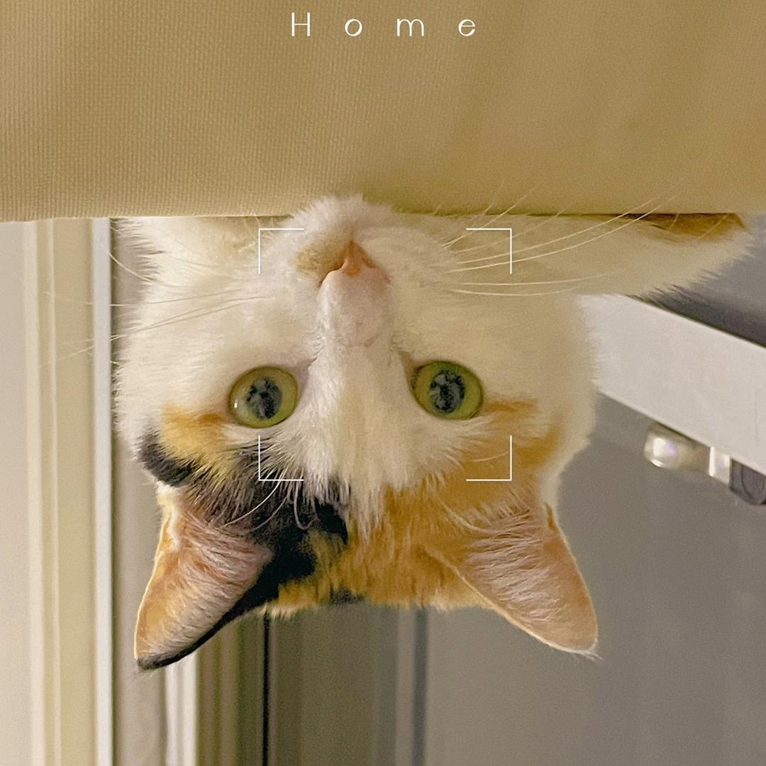 🌈一只叫🍑的猫