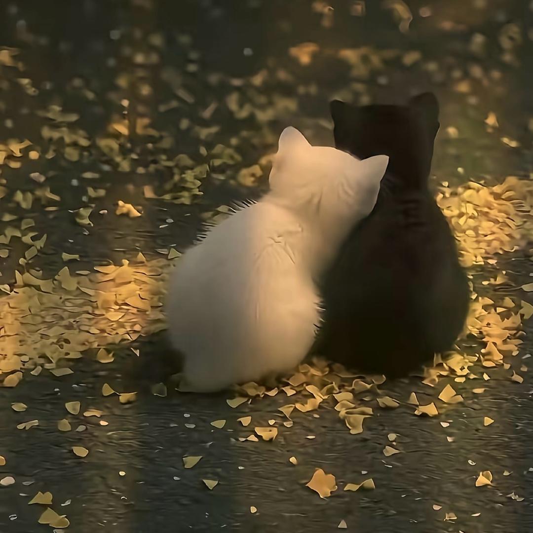 丬仙女🎈許愿池