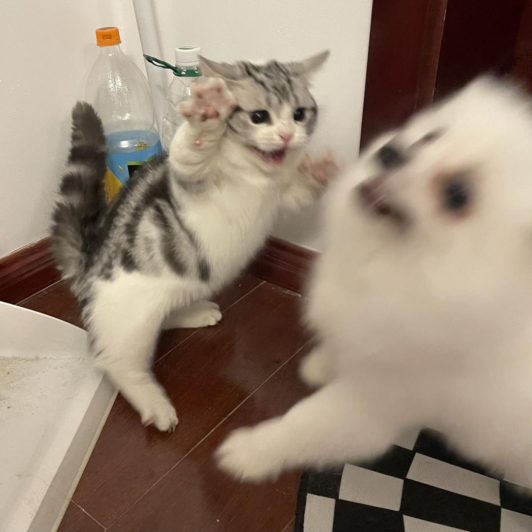 QQ小怪
