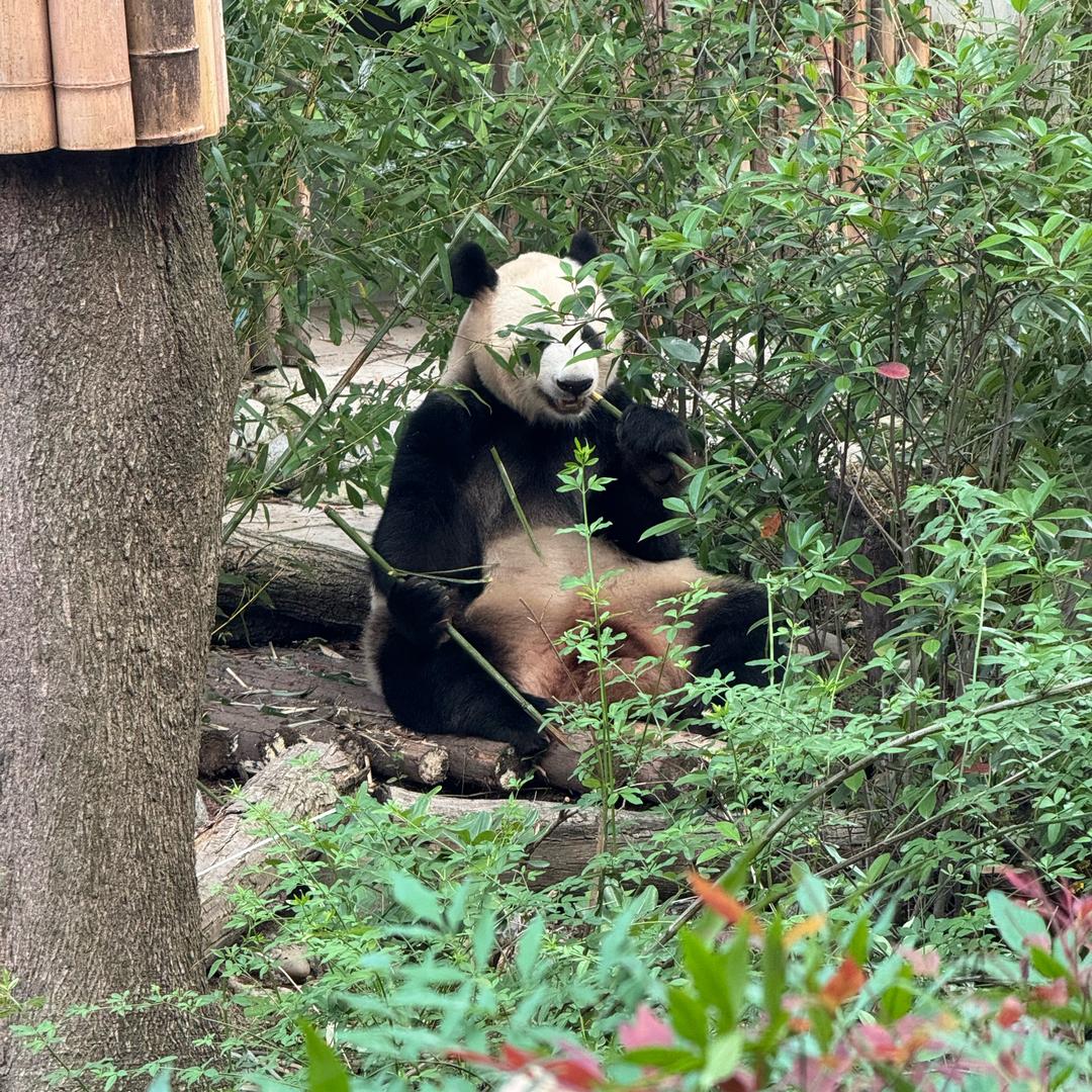 黄毛毛大魔王