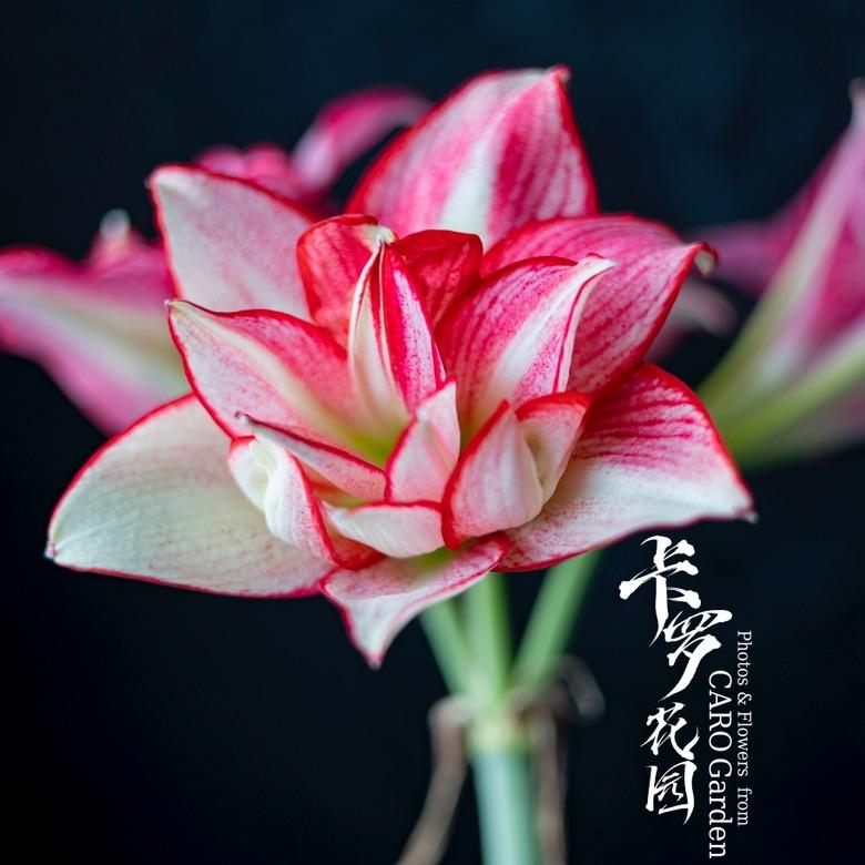卡罗花园