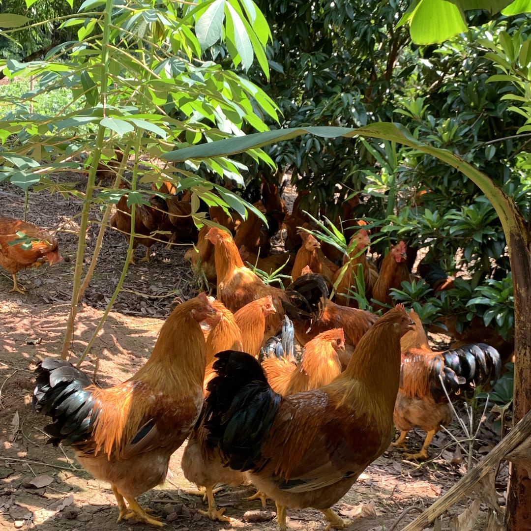 健源农产品特产店