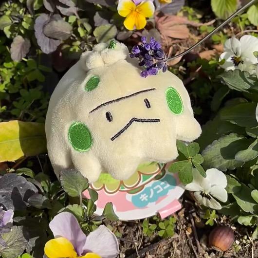 开朗斗笠菇