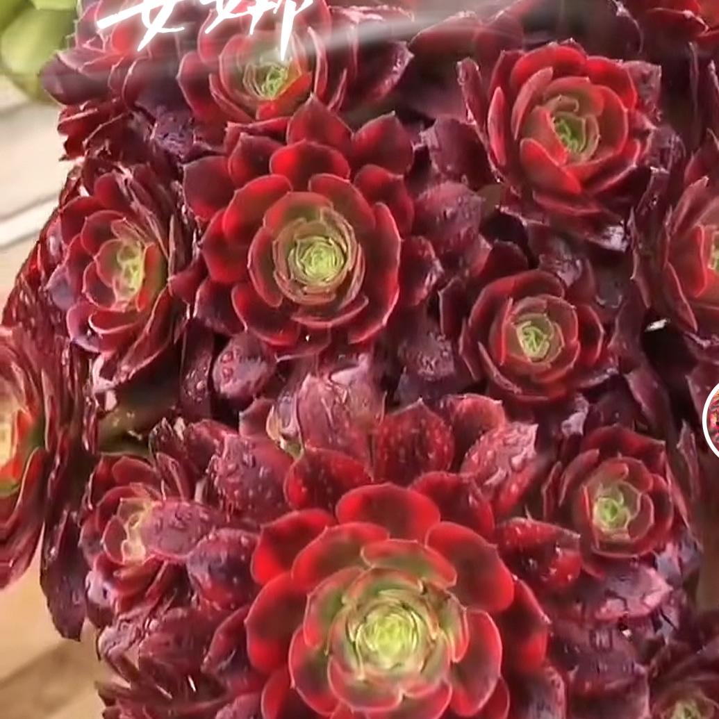 植锦多肉法师园艺