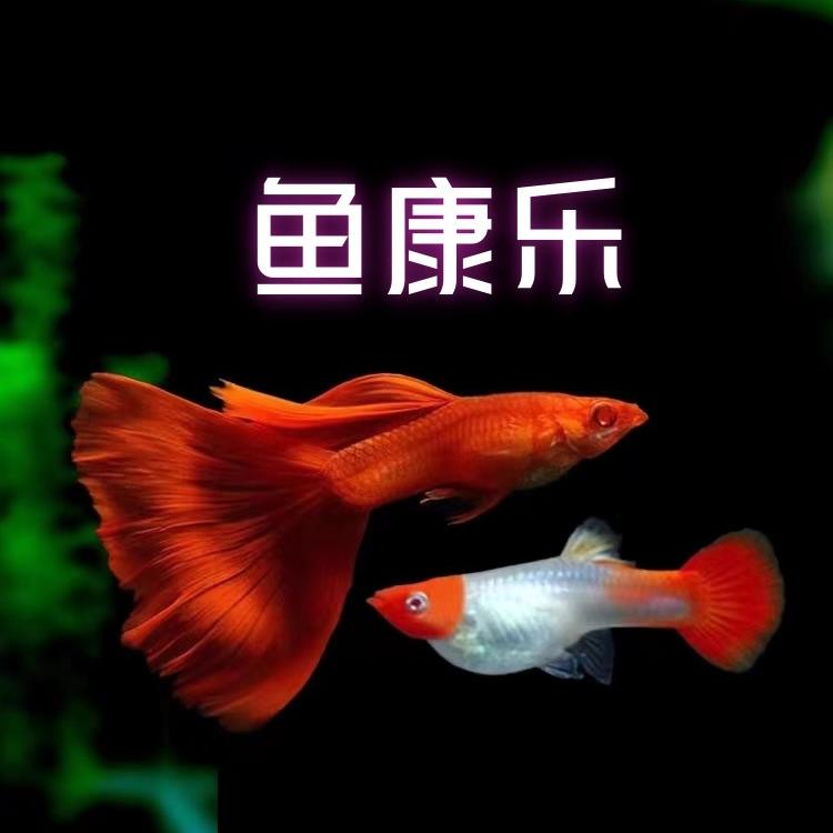 鱼康乐观赏鱼