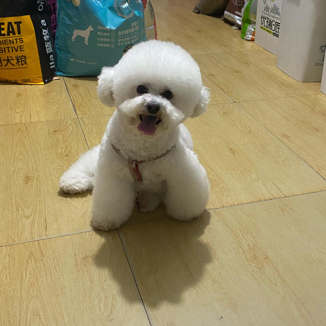 kk宠物用品小屋全国🉑发货