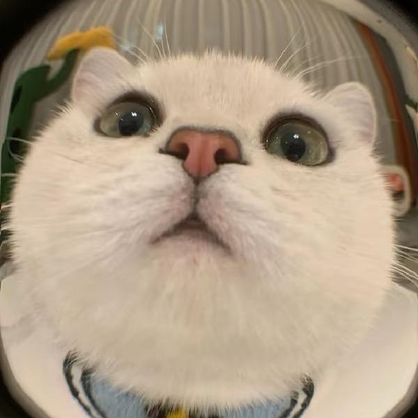 多肉VV