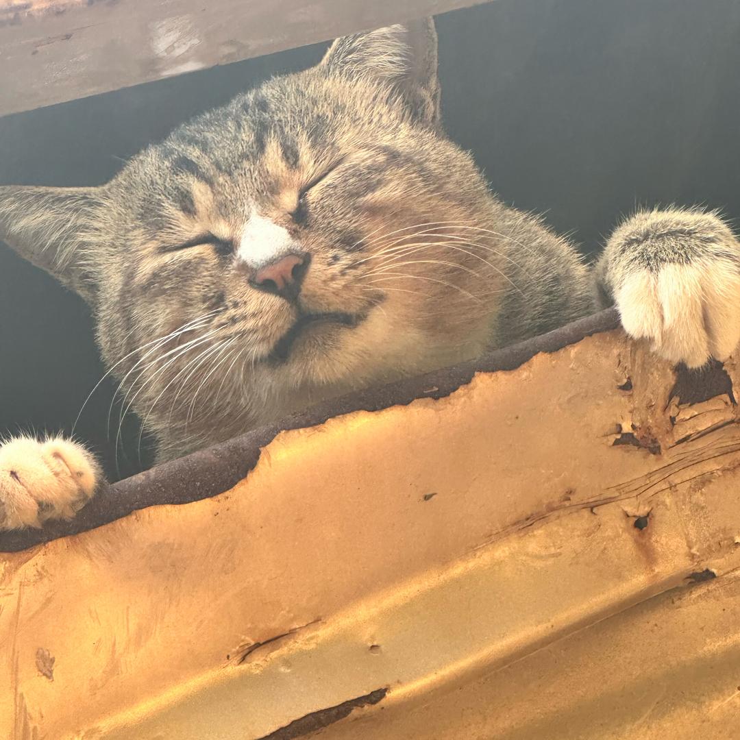 屋大维