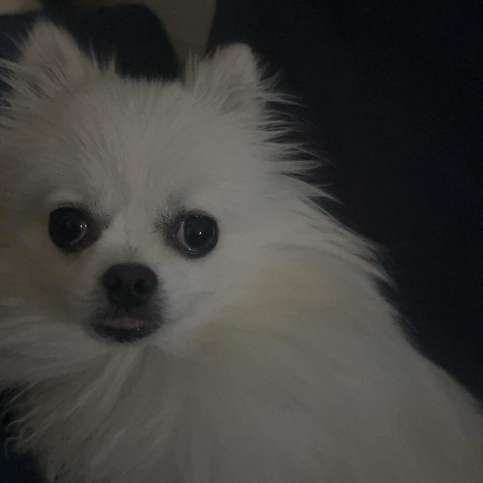 lulu.