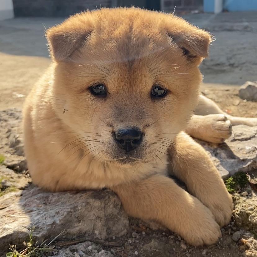 宏远田园犬土猎之家