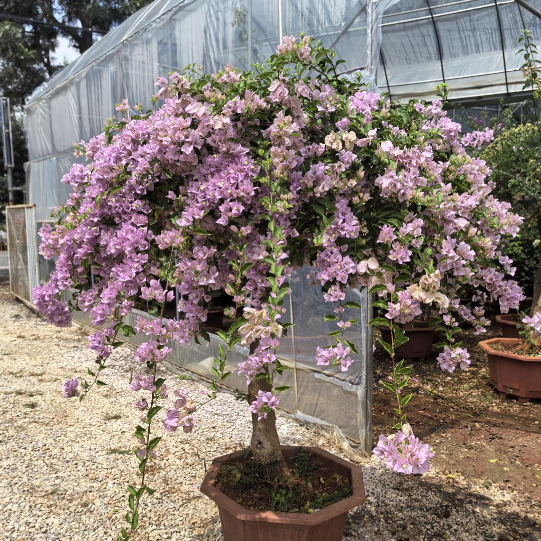 云南花卉种植基地