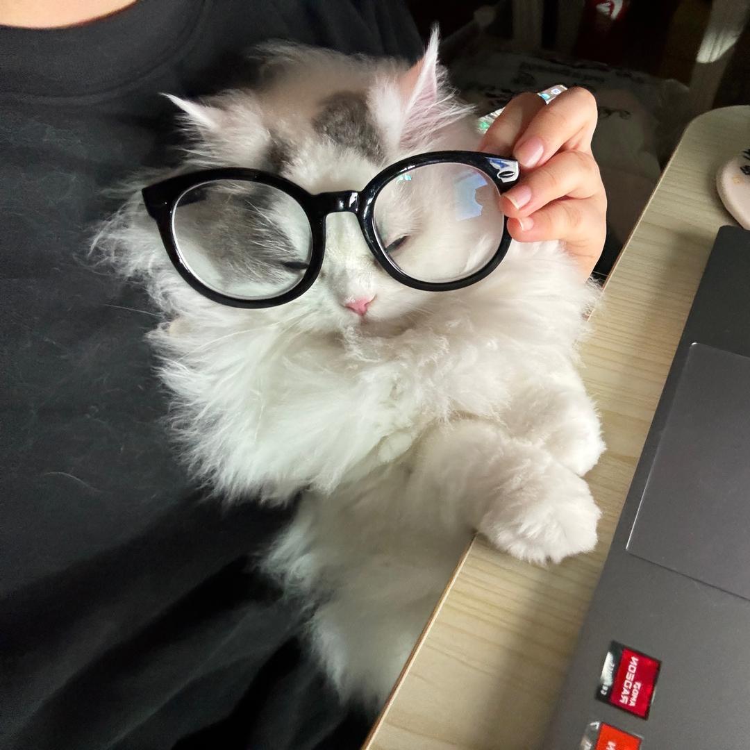 鱼头发发