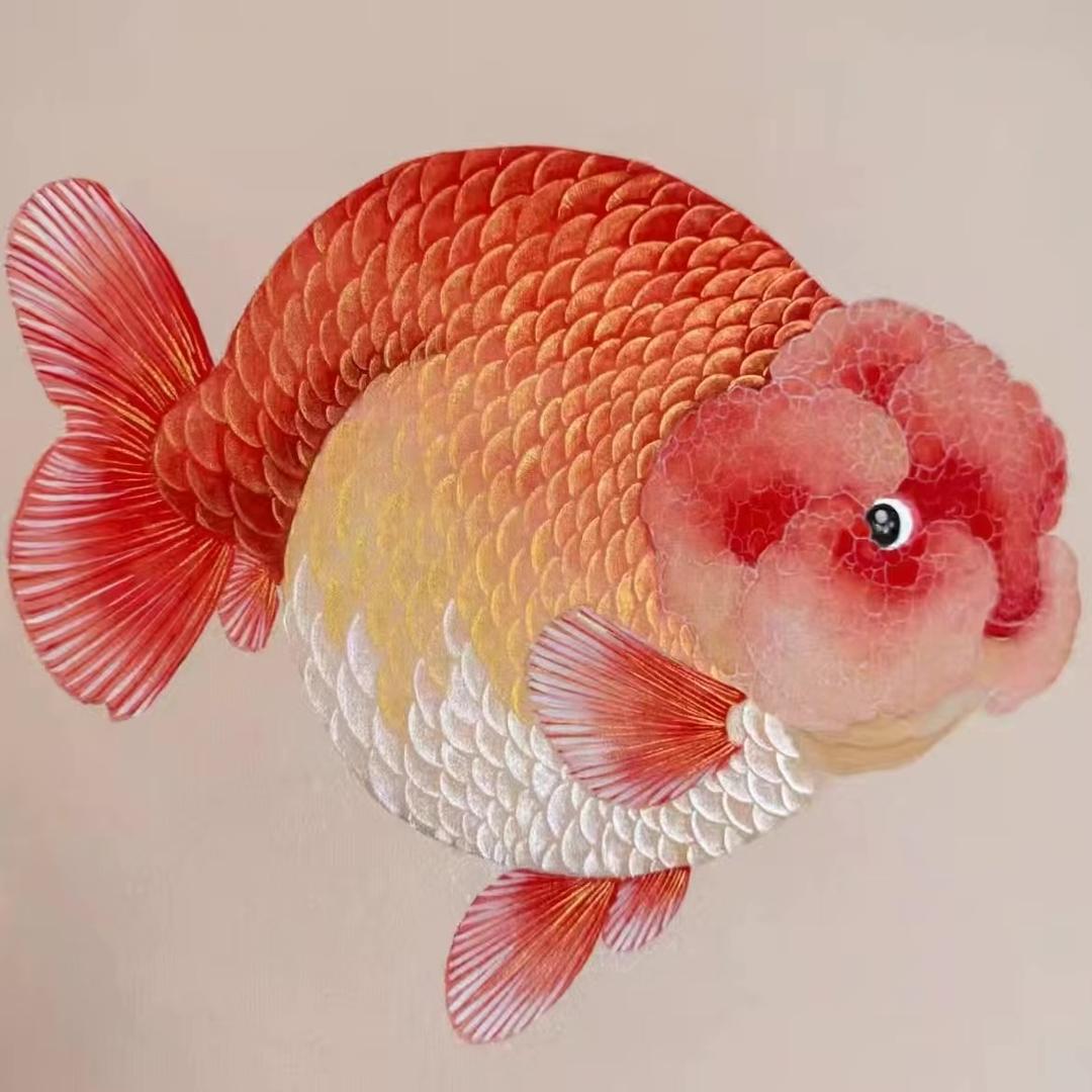 初见兰寿观赏鱼