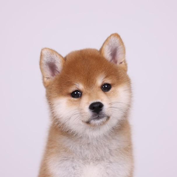 柴评君