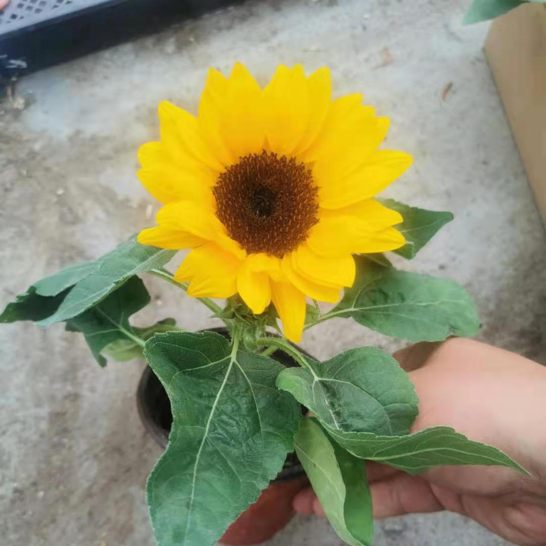 潍高花卉苗木