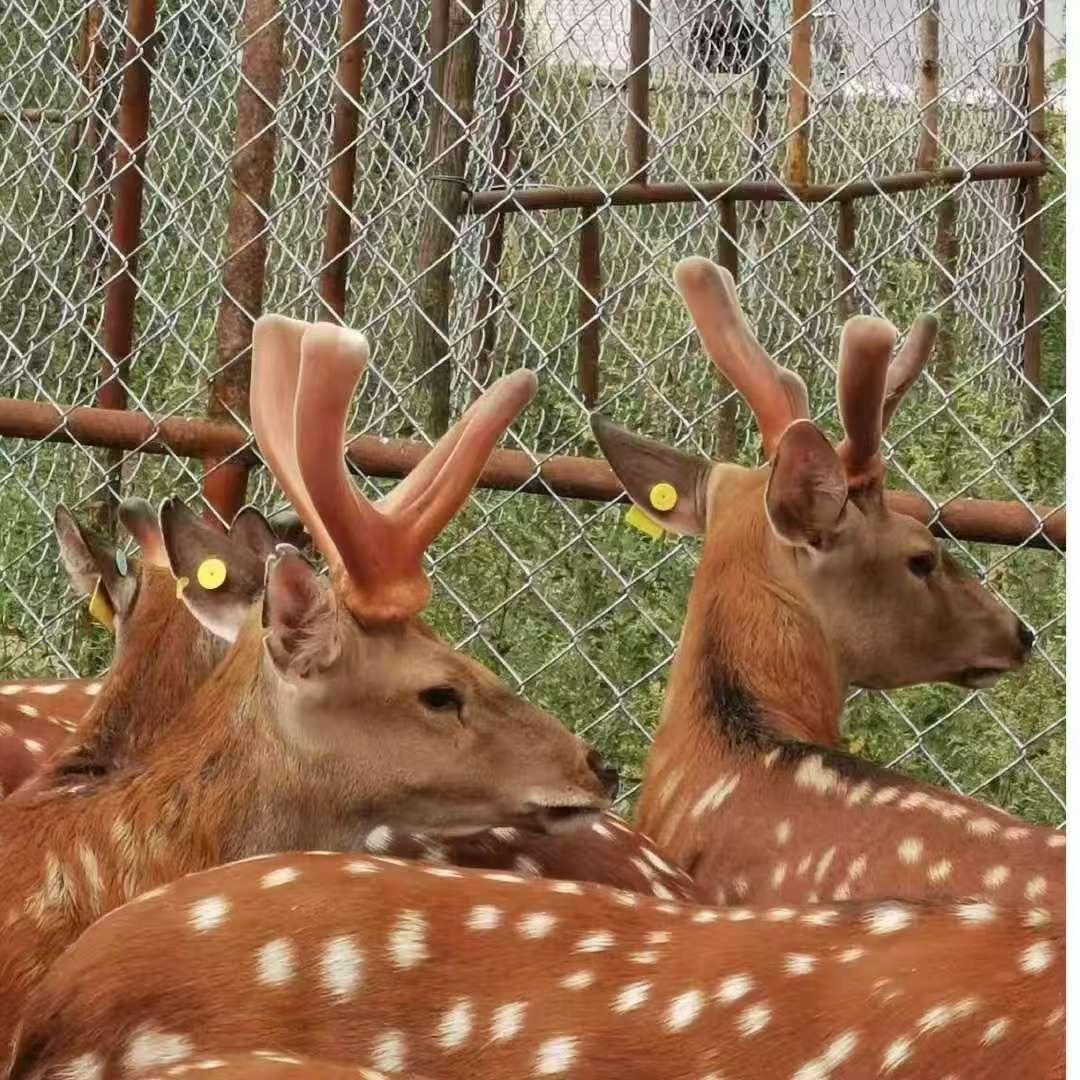 长春双阳永军鹿场