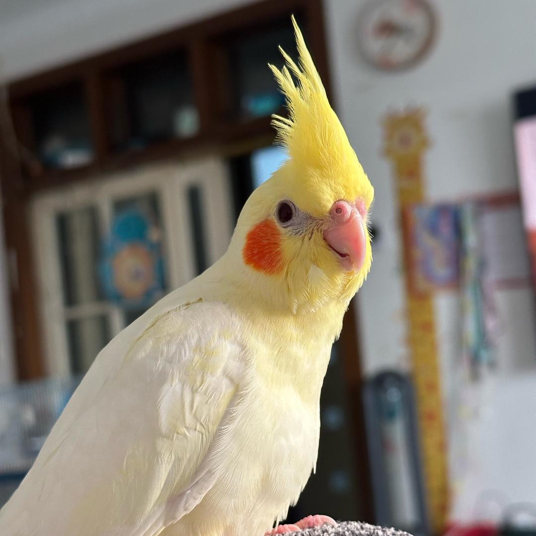 手养鹦鹉的小鑫