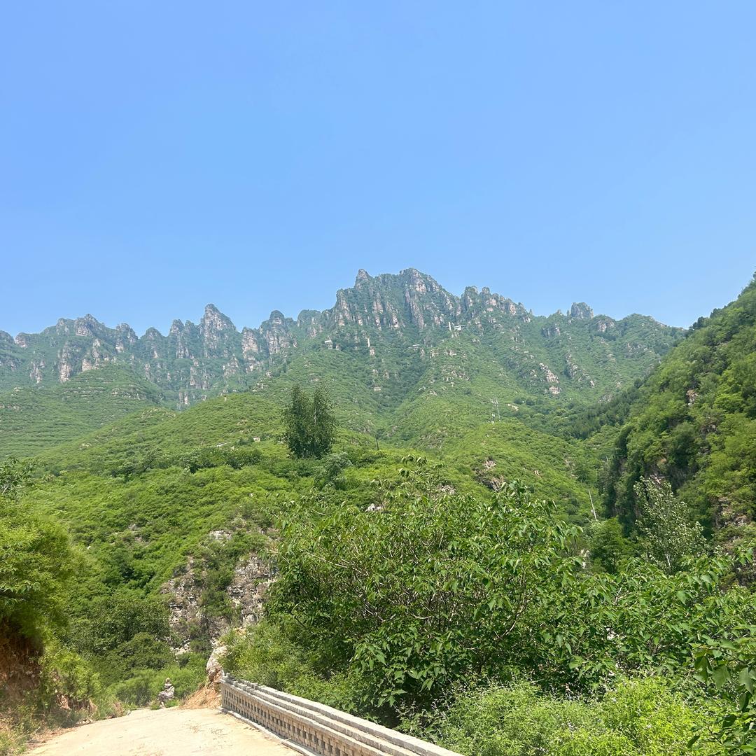 上山虎